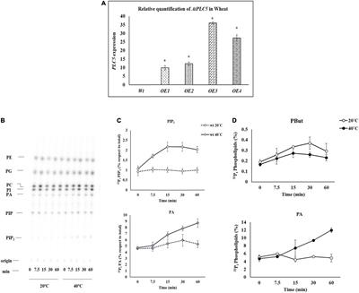 32Pi Labeled Transgenic Wheat Shows the Accumulation of Phosphatidylinositol 4,5-bisphosphate and Phosphatidic Acid Under Heat and Osmotic Stress